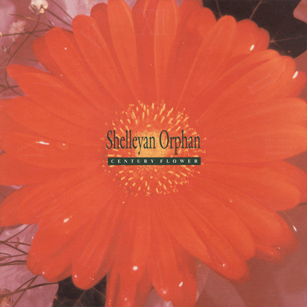 SHELLEYAN ORPHAN - CENTURY FLOWER
